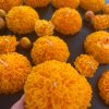VELAS DE SEMPASUCHIL